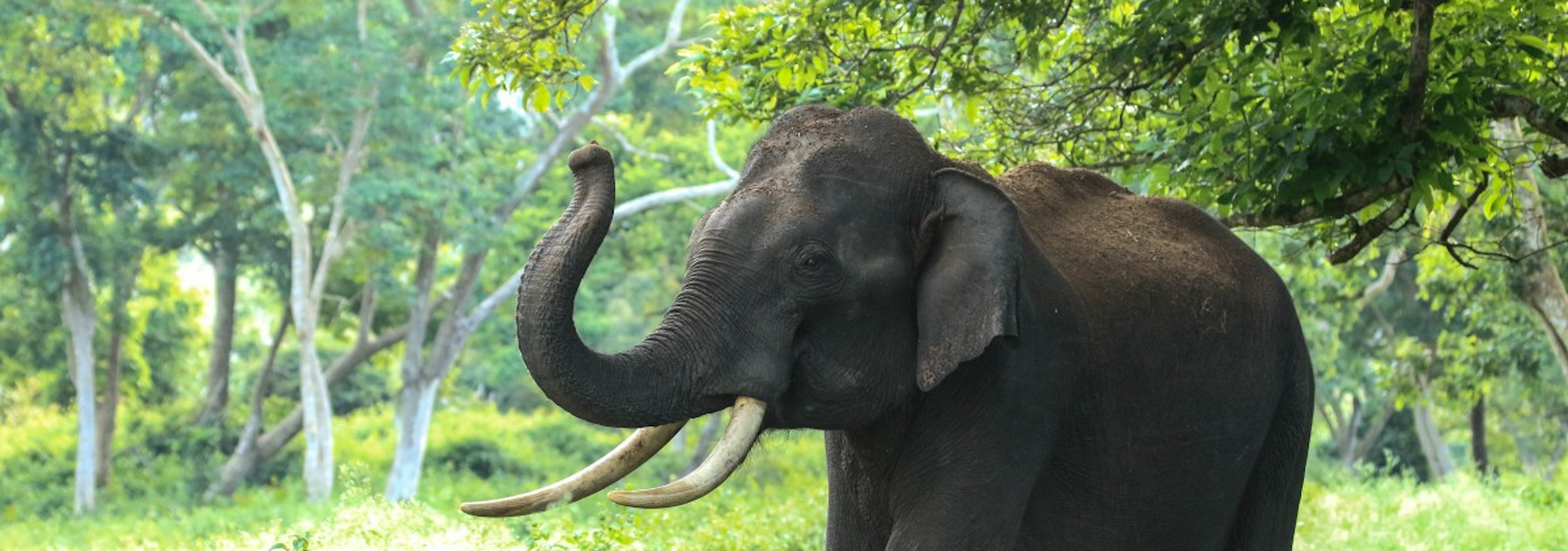 Elephant